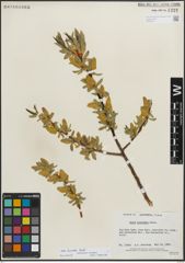 Foto von Salix lucida Muhl.